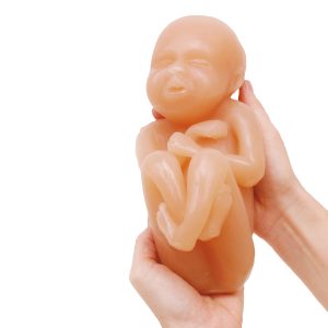 Foetus Modellen Set (4 stuks)