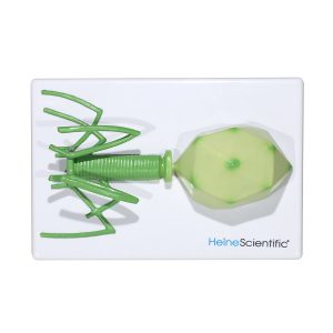 Virus Modellen Set