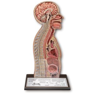 Nasogastrisch intubatie Model