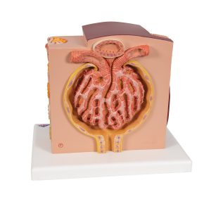 Micro-Anatomie van de Nier