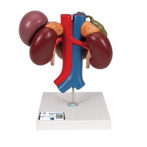 Nieren met Achterste organen van het bovenste Abdomen