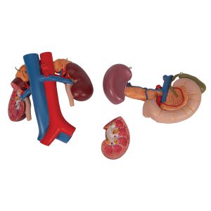 Nieren met Achterste organen van het bovenste Abdomen
