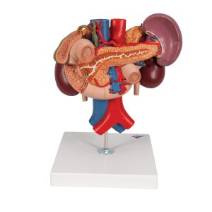 Nieren met Achterste organen van het bovenste Abdomen