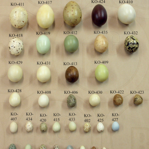 Noord-Amerikaanse Vogeleieren Set (36 stuks)