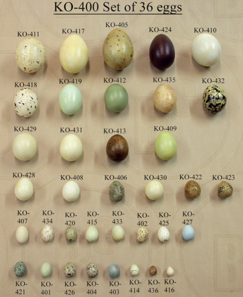 Noord-Amerikaanse Vogeleieren Set (36 stuks)