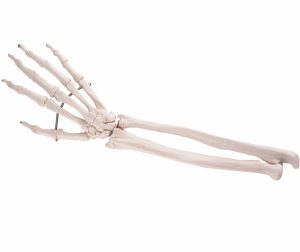 Onderarm-skelet
