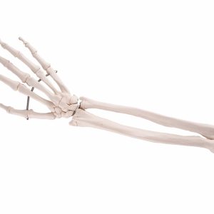 Onderarm-skelet