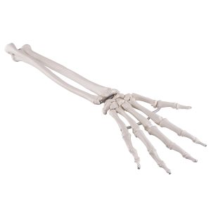 Onderarm-skelet, flexibel gemonteerd