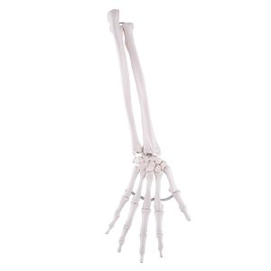 Onderarm-skelet, flexibel gemonteerd