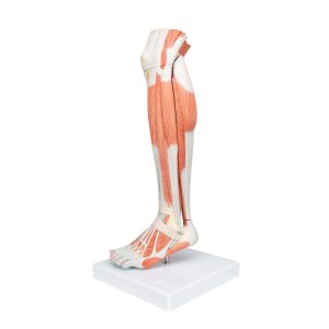 Spiermodel Onderbeen met knie, 3-delig