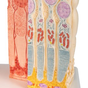 Micro-anatomie Oog - Retina