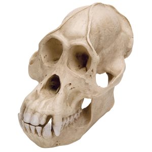 Orang-Oetan Schedel Replica (Man)