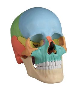 Osteopathie Schedel, 22-delig, Didactisch
