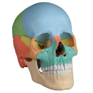 Osteopathie Schedel, 22-delig, Didactisch