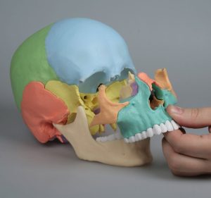 Osteopathie Schedel, 22-delig, Didactisch