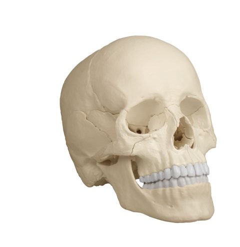 Osteopatisch Schedel Model