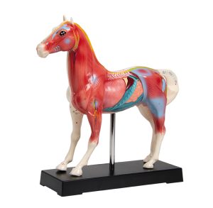 Acupunctuur Model Paard