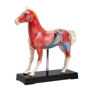 Acupunctuur Model Paard