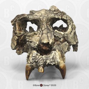 Pierolapithecus catalaunicus Schedel Model