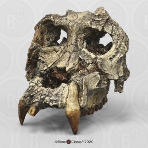 Pierolapithecus catalaunicus Schedel Model