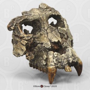 Pierolapithecus catalaunicus Schedel Model