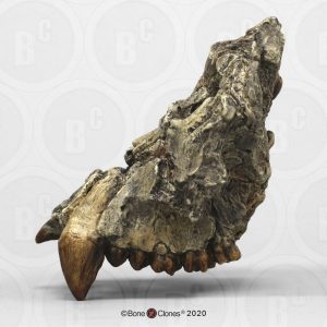Pierolapithecus catalaunicus Schedel Model