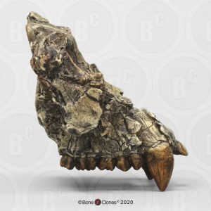Pierolapithecus catalaunicus Schedel Model