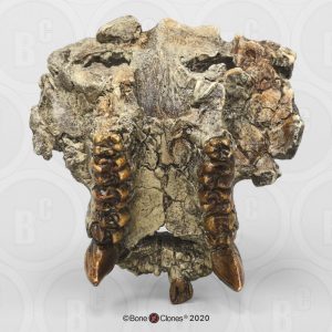 Pierolapithecus catalaunicus Schedel Model