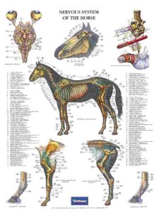 Poster Nervous System of the Horse