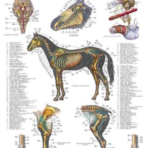 Poster Nervous System of the Horse
