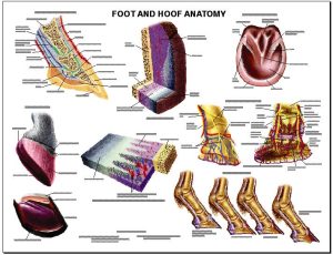 Paard, voet en hoef anatomie