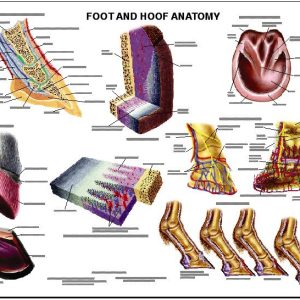 Paard, voet en hoef anatomie