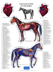 Poster Vascular System of the Horse