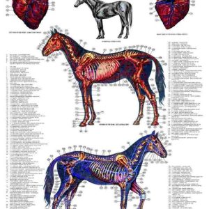 Poster Vascular System of the Horse