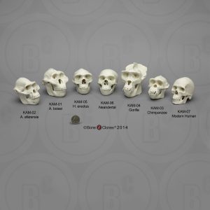 Primaten Schedel Set, Schaal 1:2