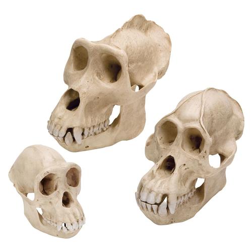 Primaten Schedel Set
