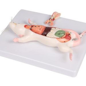 Rat Dissectie Model
