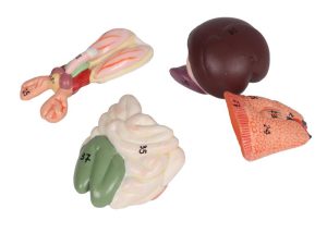 Rat Dissectie Model