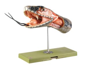 Reptielen & Amfibieën