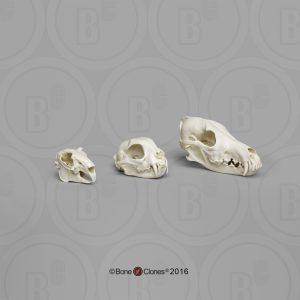 Roofdier-Prooi Schedel Set (3 stuks)