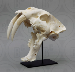 Sabeltandtijger, Smilodon Schedel
