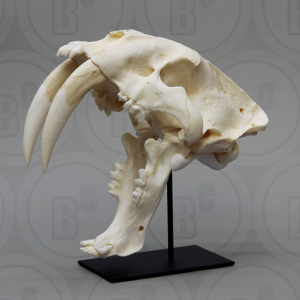 Sabeltandtijger, Smilodon Schedel