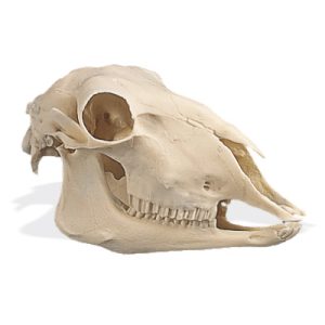 Schapen Schedel Replica