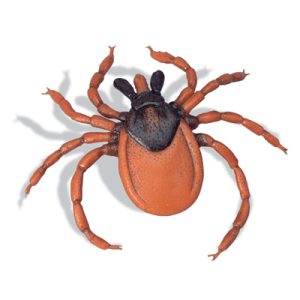 Schapenteek Model
