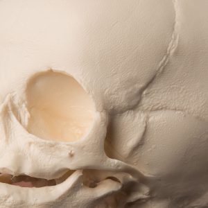 Foetus Schedelmodel