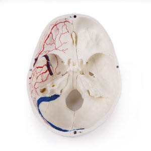 Anatomie Model Schedel Deluxe, 14-delig
