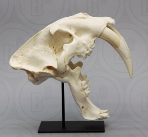 Sabeltandtijger, Smilodon Schedel