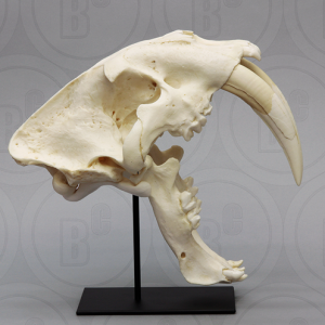 Sabeltandtijger, Smilodon Schedel