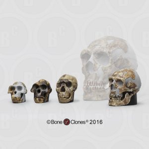 Schedel Set Mensachtigen (Schaal 1 : 2)