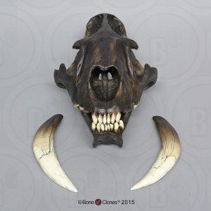 Smilodon Schedel (Deluxe Replica) – Tarpit Afwerking